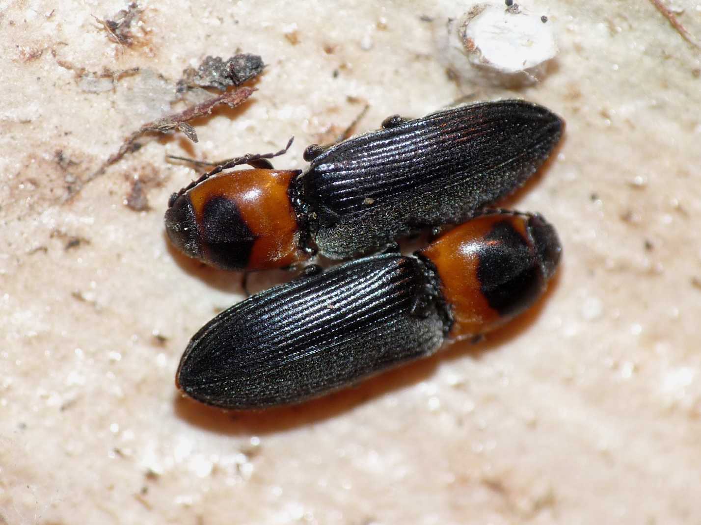 Cardiophorus sp.